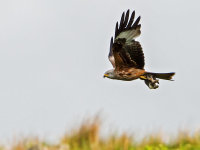 Red-Kite