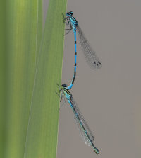 Commom-blue-Damselflies
