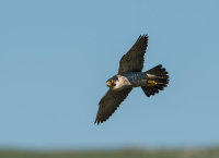 Peregrine