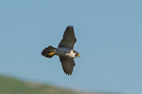 Peregrine