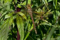 Brown-Hawker (m)