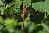 Brown-Hawker (f)