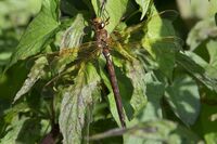 Brown-Hawker (m)