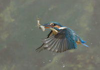 Kingfisher-female
