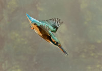 Kingfisher-female