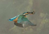 Kingfisher-female