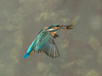 Kingfisher-female