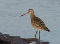 Bar-tailed-Godwit