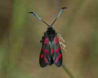 Six-spot-Burnet