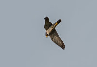 Peregrine