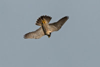 Peregrine