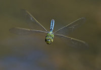 Emperor-Dragonfly-male