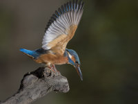Kingfisher-female