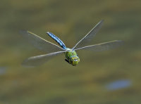 Emperor-Dragonfly-male