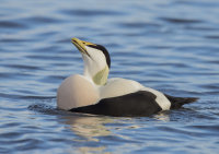 Eider-male