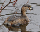 Little-Grebe-Winter