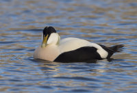 Eider-male