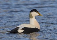 Eider-male