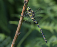 Golden-ringed-Dragonfly