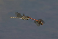 Common-Darters