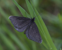 Chimney-Sweeper