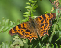 Comma