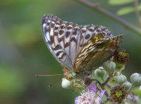 Silver-washed-Fritillary (valezina form)