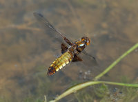 Broad-Bodied-Chaser-female
