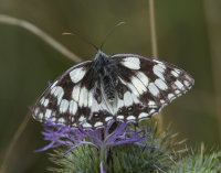 Marbled-White