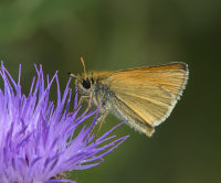 Essex-Skipper