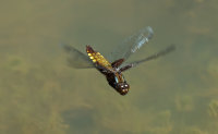 Broad-Bodied-Chaser-female