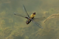 Broad-Bodied-Chaser-female