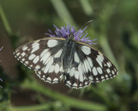 Marbled-White