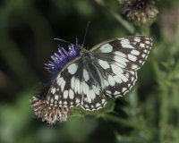 Marbled-White