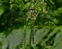 Golden-ringed-Dragonfly