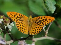 Silver-washed-Fritillary (m)