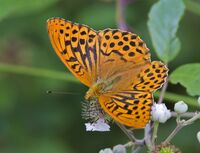 Silver-washed-Fritillary (m)