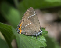 White-letter-Hairstreak