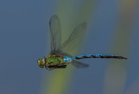 Emperor-Dragonfly-male