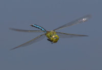 Emperor-Dragonfly-male