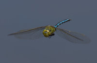 Emperor-Dragonfly-male