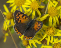 Small-Copper
