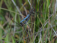 Keeled-Skimmers