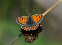 Small-Copper