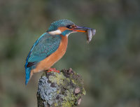 Kingfisher-female