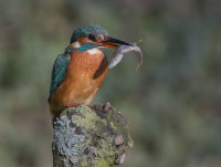 Kingfisher-female