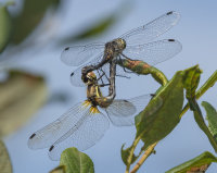 Black-Darters