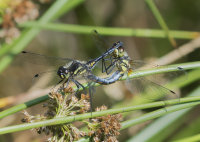 Black-Darters