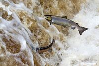 Atlantic-Salmon