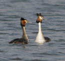 Great-Crested-Grebes